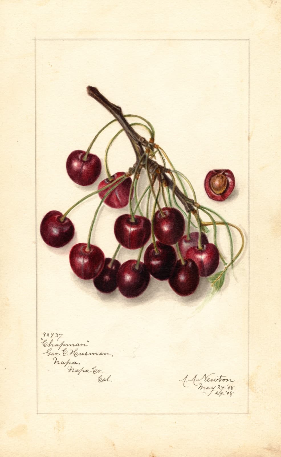 A cluster of Chapman cherries on the branch, painted in watercolour